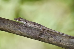 Anolis angusticeps