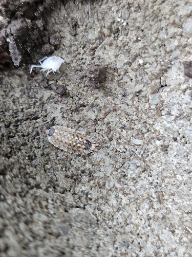 Brickwork Woodlouse