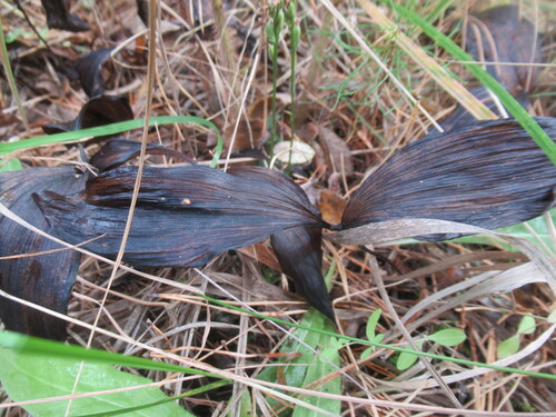 Cypripedium guttatum, photograph 2