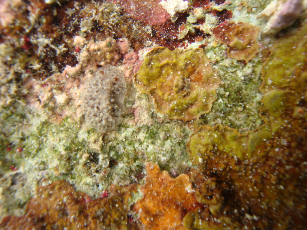 Sclerodoris worki