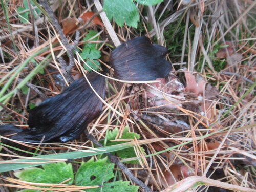 Cypripedium guttatum, photograph 4