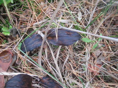 Cypripedium guttatum, photograph 5