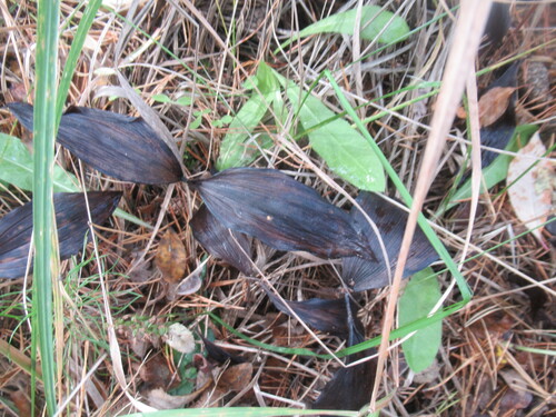 Cypripedium guttatum, photograph 6