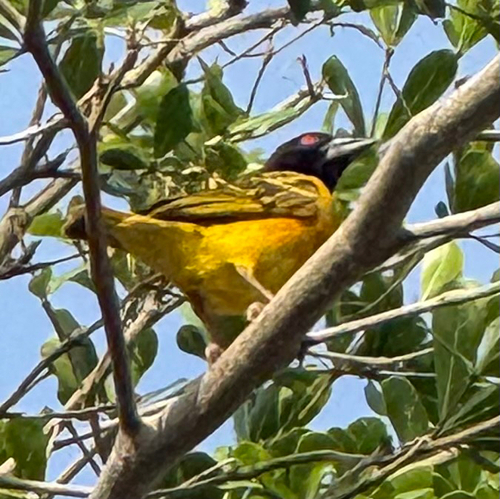 Village Weaver