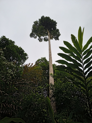 Dipterocarpus gracilis observed 2026-09-11