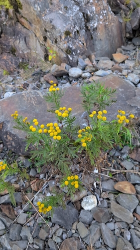 Common Tansy