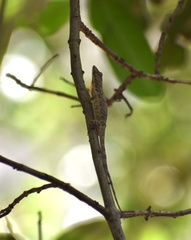 Anolis angusticeps