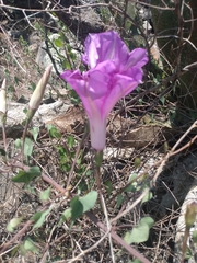 Ipomoea lozanii