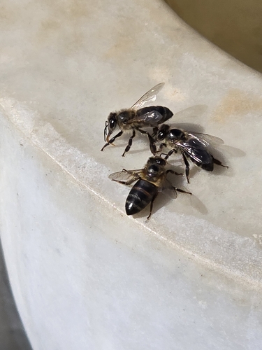 Western Honey Bee
