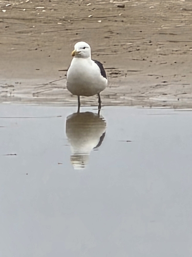 iNaturalist image