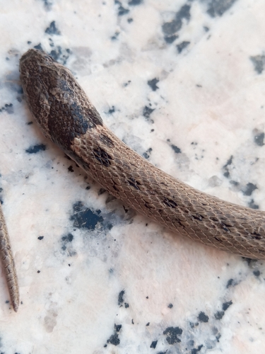 Iberian False Smooth Snake
