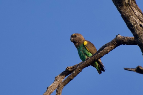 iNaturalist image