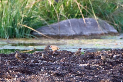 iNaturalist image