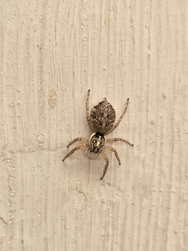 Half-edged Wall Jumping Spider