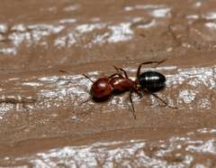 Camponotus discolor