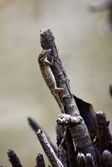 Anolis angusticeps