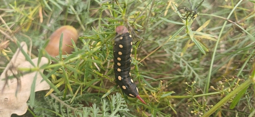 Bedstraw Hawkmoth