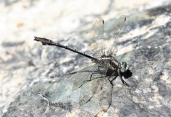 Gomphurus septima