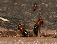 Camponotus discolor