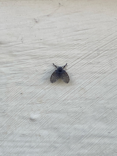Bathroom Moth Fly
