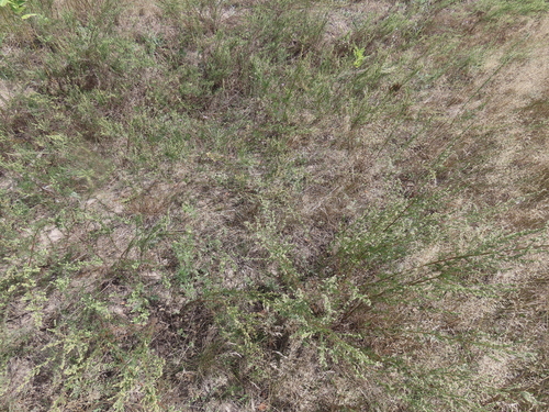 Artemisia marschalliana