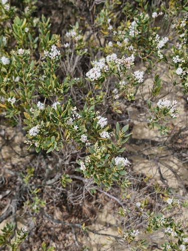 coastal beard-heath