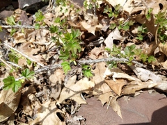 Ribes oxyacanthoides