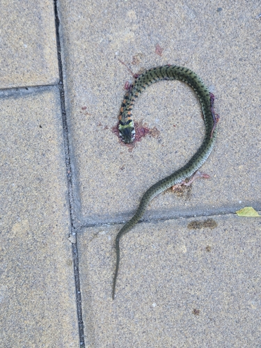 Chinese Tiger Keelback