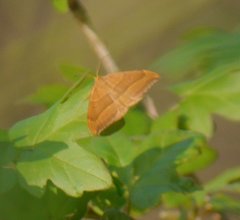 Watsonalla cultraria