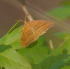 Watsonalla cultraria