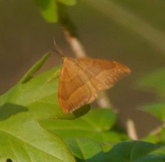 Watsonalla cultraria