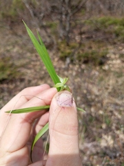 Carex backii