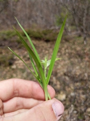 Carex backii