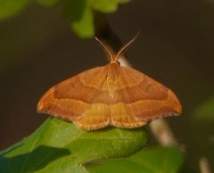 Watsonalla cultraria