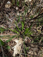 Carex backii