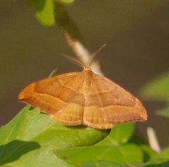 Watsonalla cultraria