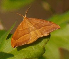 Watsonalla cultraria