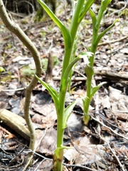 Petasites frigidus palmatus