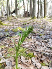 Petasites frigidus palmatus
