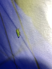 Draeculacephala inscripta