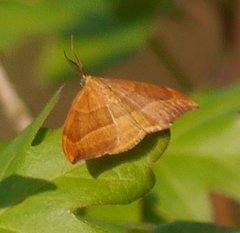 Watsonalla cultraria