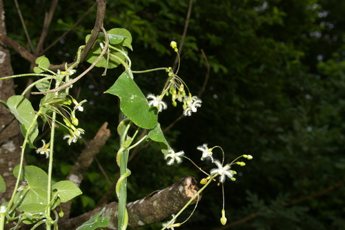 Subspecies Pergularia daemia barbata · iNaturalist