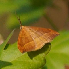 Watsonalla cultraria