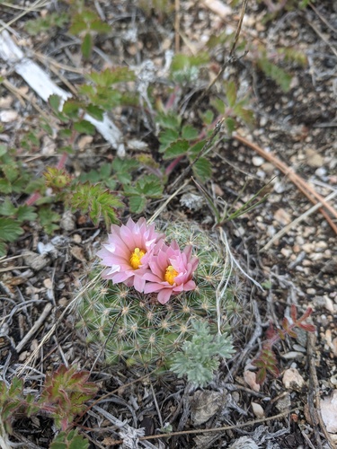 Mount McConnel Nature Trail