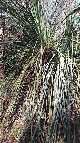 Xanthorrhoea semiplana, photograph 6