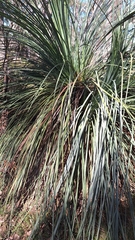 Xanthorrhoea semiplana, photograph author not stated, no rights reserved