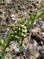 Petasites frigidus palmatus