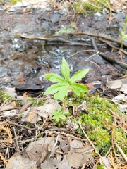 Petasites frigidus palmatus