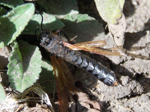 Dark-horned Trembling Woodwasp