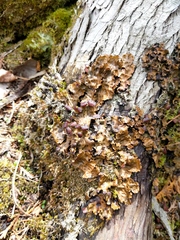 Peltigera horizontalis